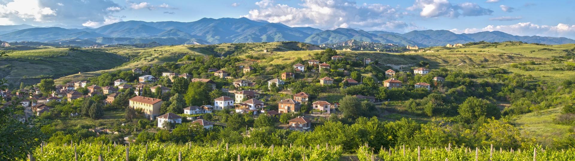 Bulgarian Vineyards