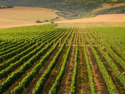 Bulgarian Vineyards Danube Plain